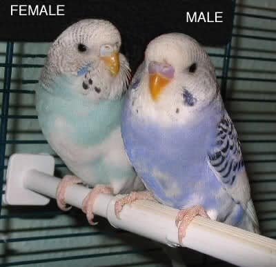 How To Tell Gender Of A Parakeet Male Or Female