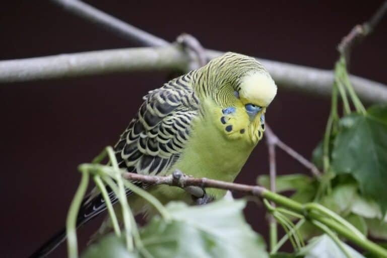 Why Do Parakeets Puff Up Reasons Listed