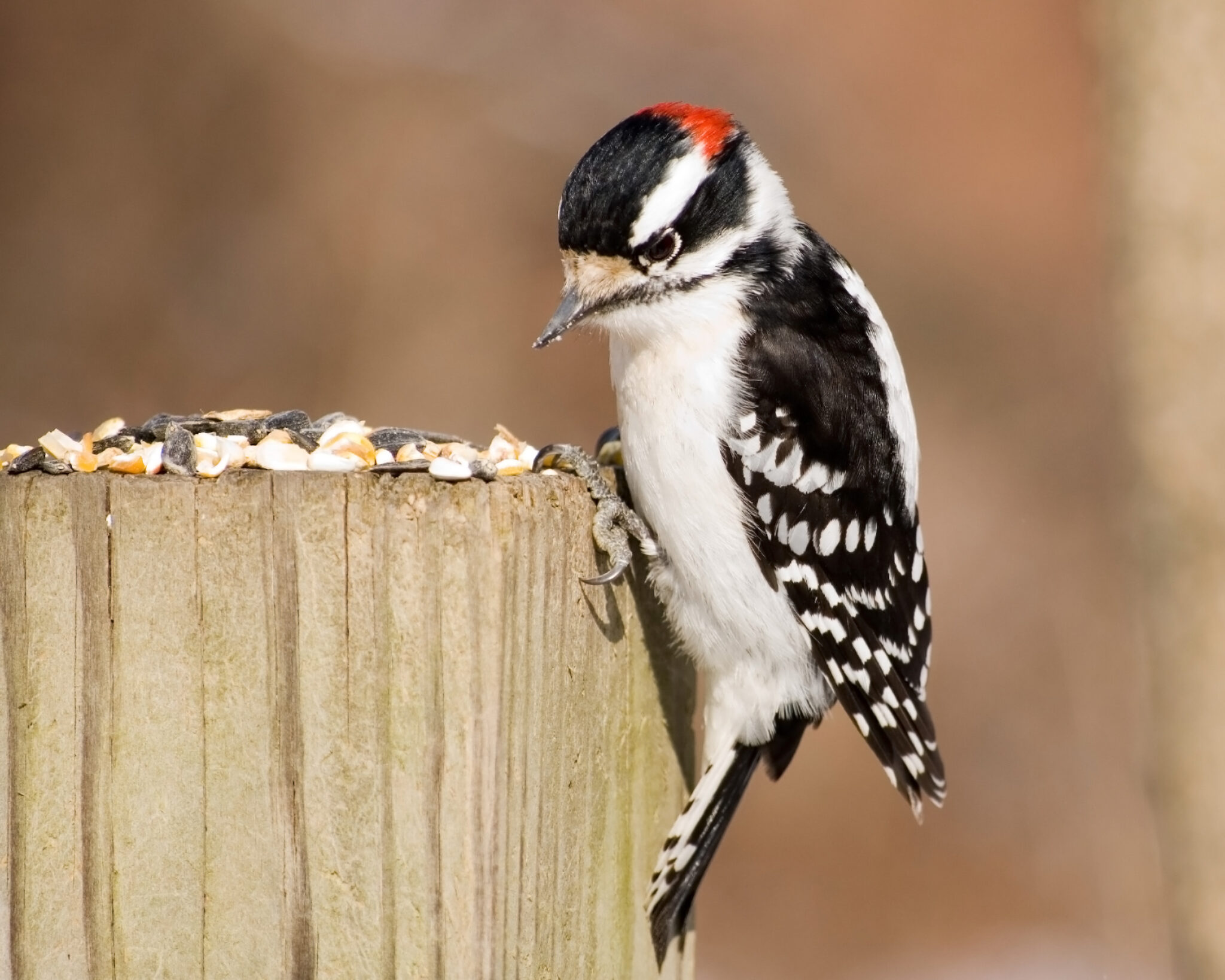 13 Types Of Woodpeckers In Alberta With Pictures 2023