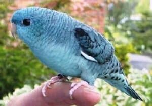 Barred Parakeet