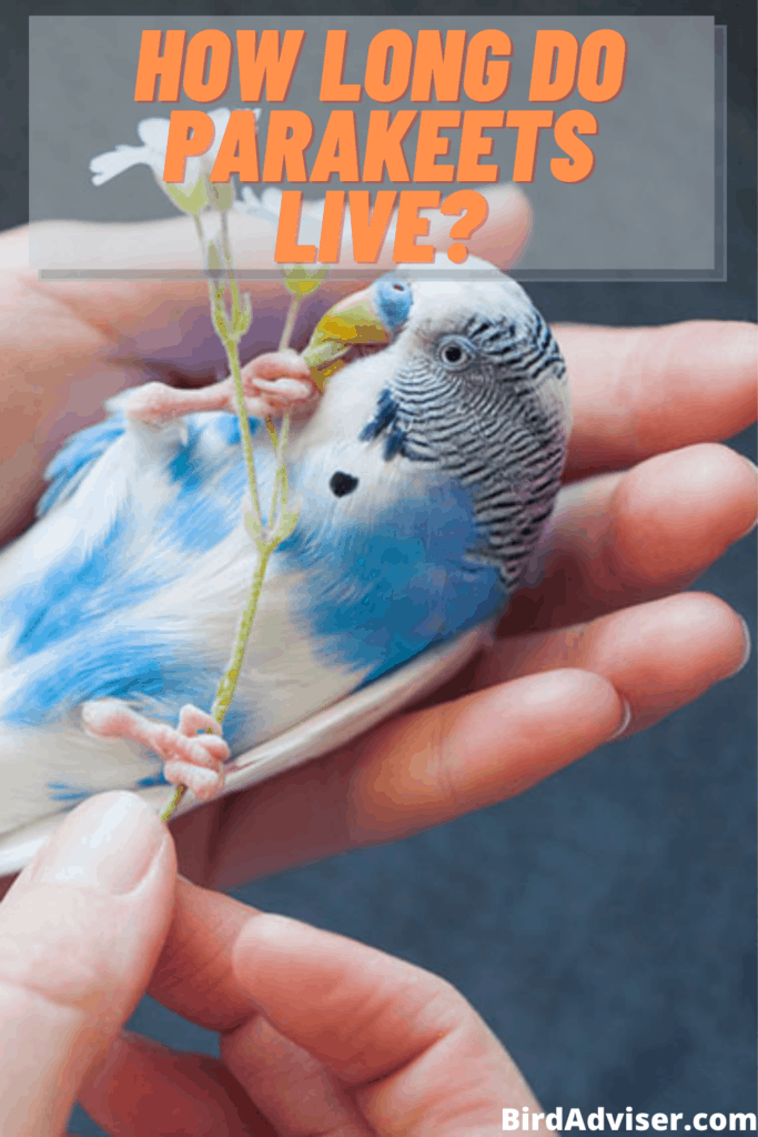 Parakeet Lifespan