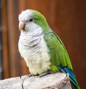 Monk Parakeet