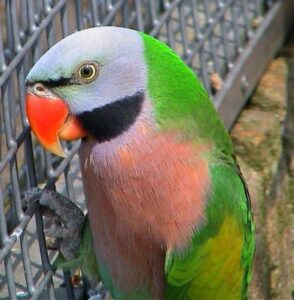 Mustache Parakeet