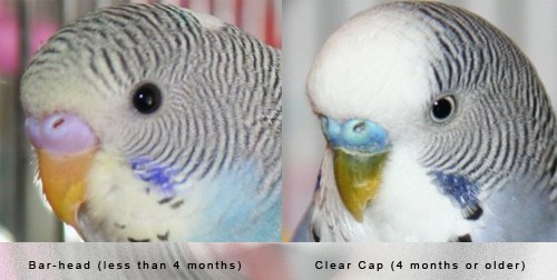 Parakeets Age by Head Cap