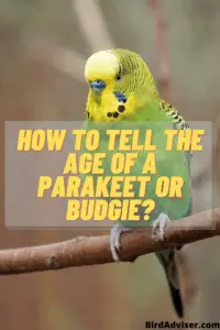 how to tell the age of a parakeet or Budgie