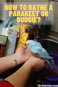 How to Bathe a Parakeet or Budgie?