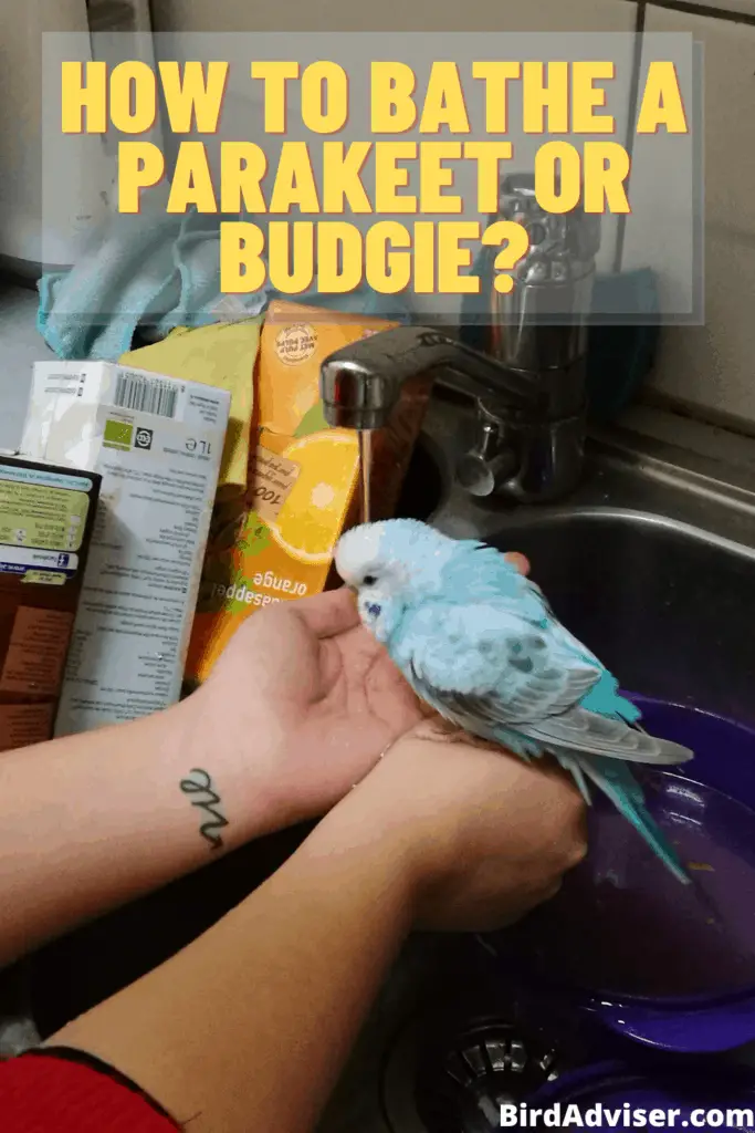 How to Bathe a Parakeet or Budgie?