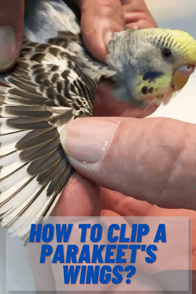 How to Clip and Trim Parakeet's Wings