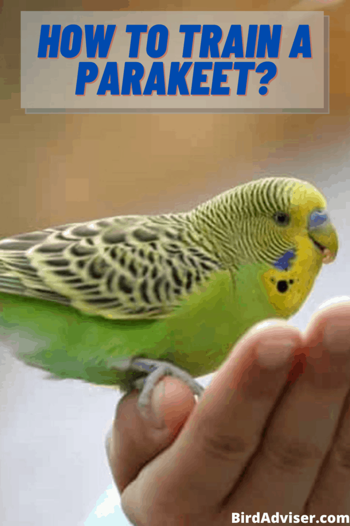 How to Train a Parakeet