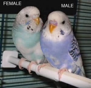 Male and Female Parakeet
