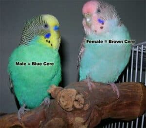 color cere