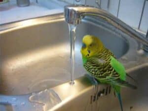 parakeet bath in sink