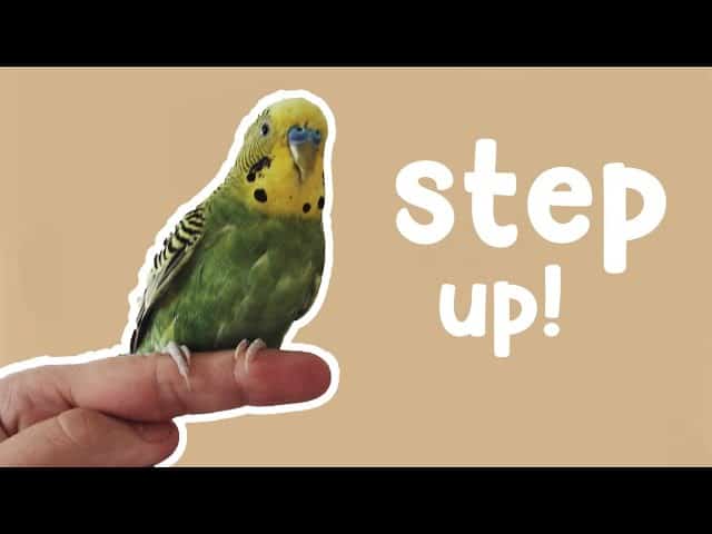 parakeet step up