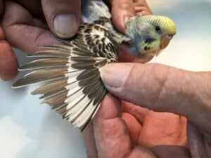 parakeet wing tip