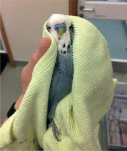 parakeets towel