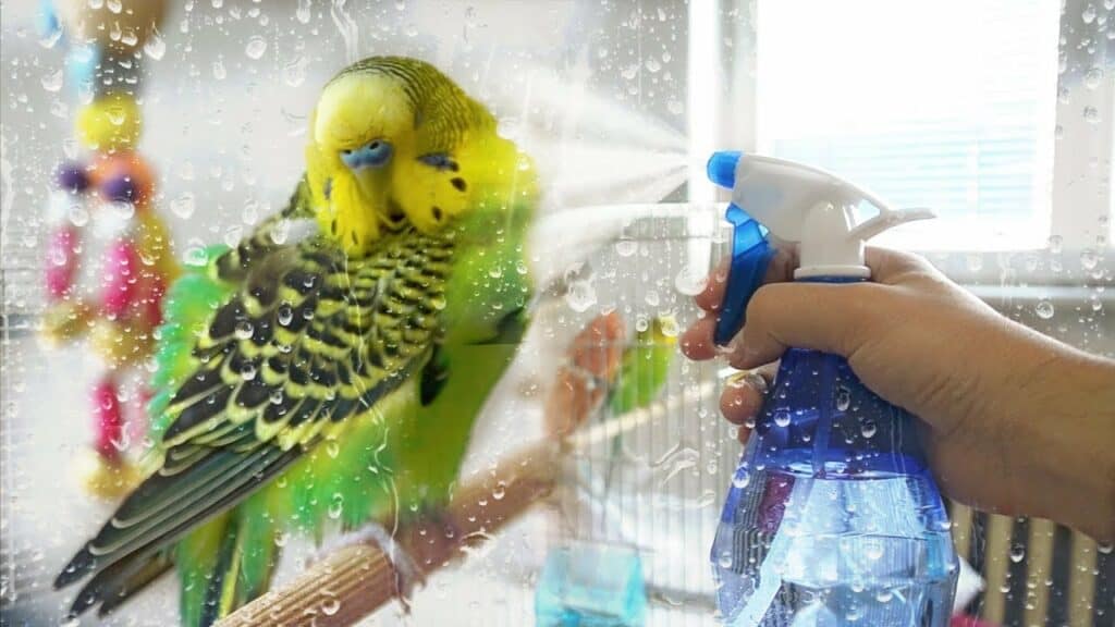 spray parakeet bathing