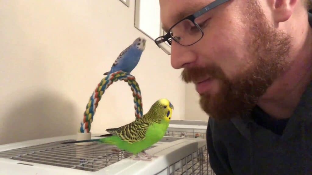 talking to parakeet
