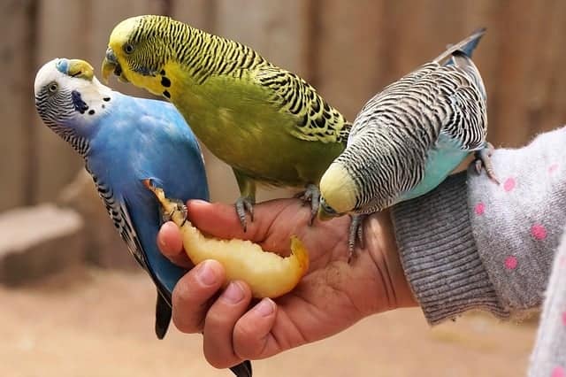 Can Parakeet Eat Apples