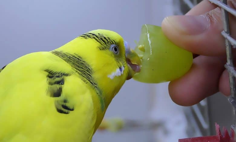 Can Parakeet Eat Grapes