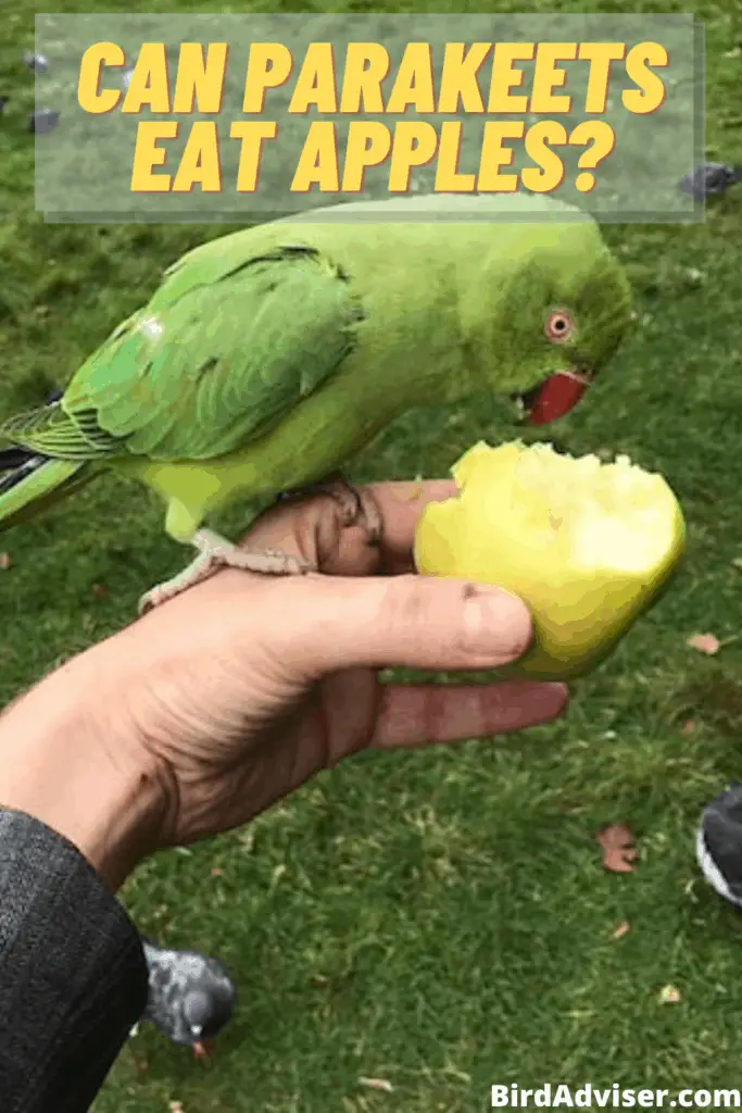 Can Parakeets Eat Apples?