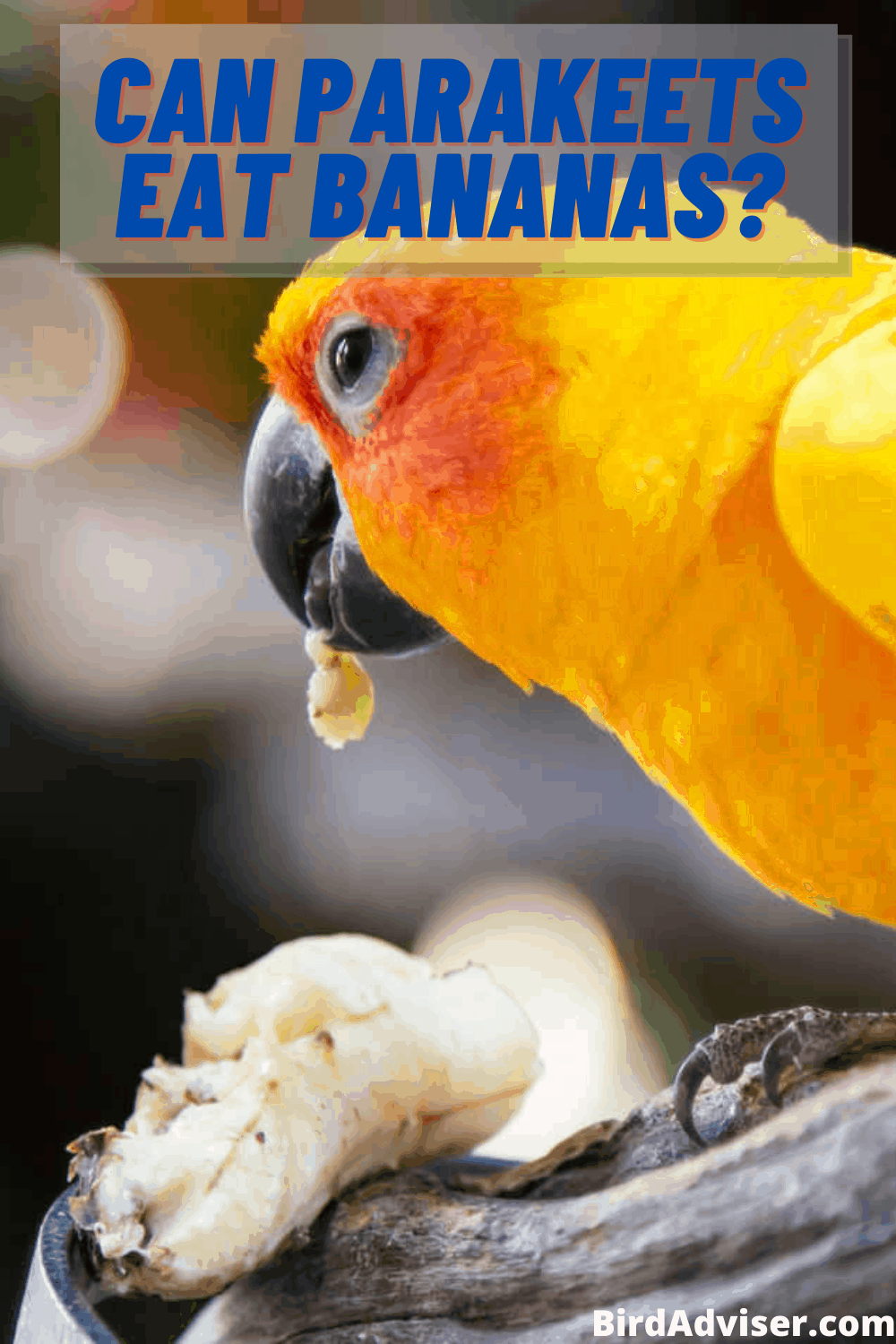 Can Parakeets Eat Oranges - Can parrots eat oranges? - petcarebase - Instead they should only be offered.