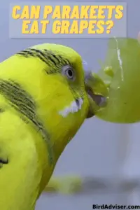 Can Parakeets Eat Grapes?