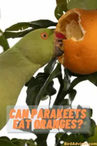 Can Parakeets Eat Oranges?