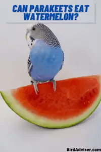Can Parakeets Eat Watermelon?