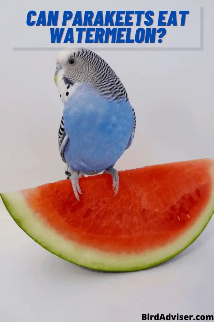 Can Parakeets Eat Watermelon?