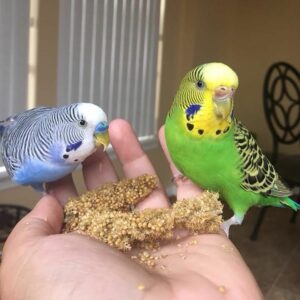 Finger Train Parakeets