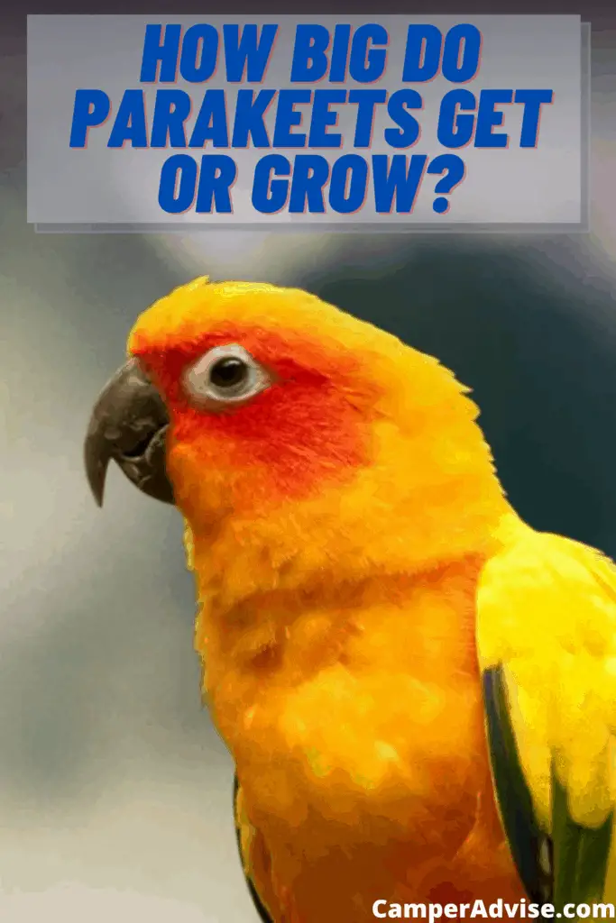 How Big Do Parakeets Grow?