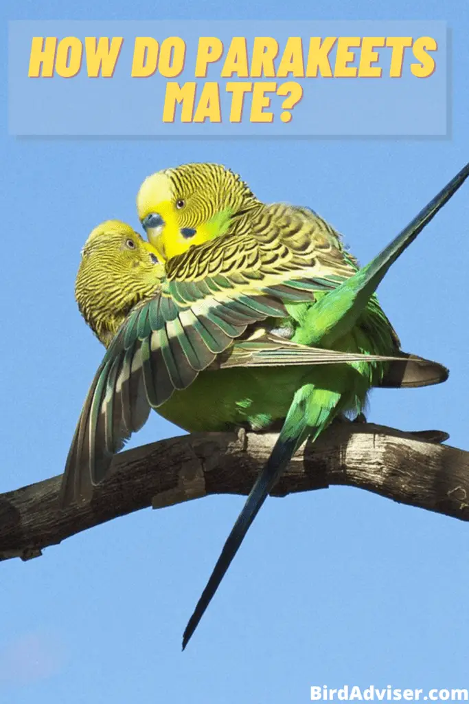 How Do Parakeets Mate?