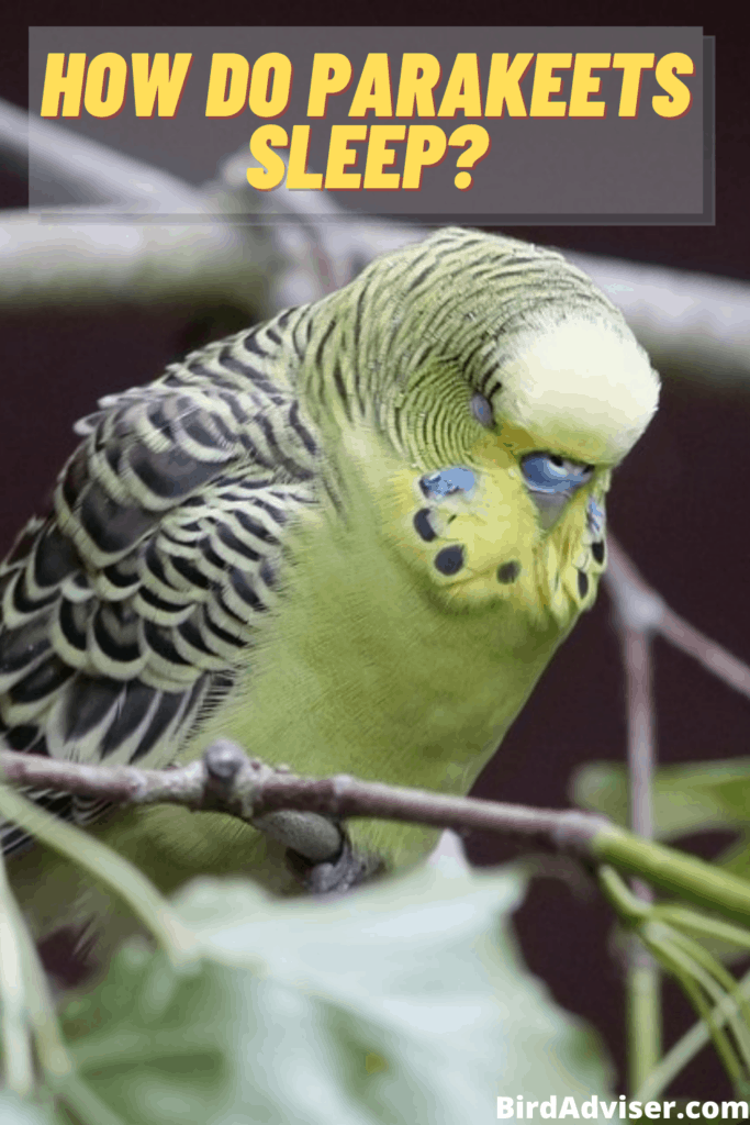 How Do Parakeets Sleep?