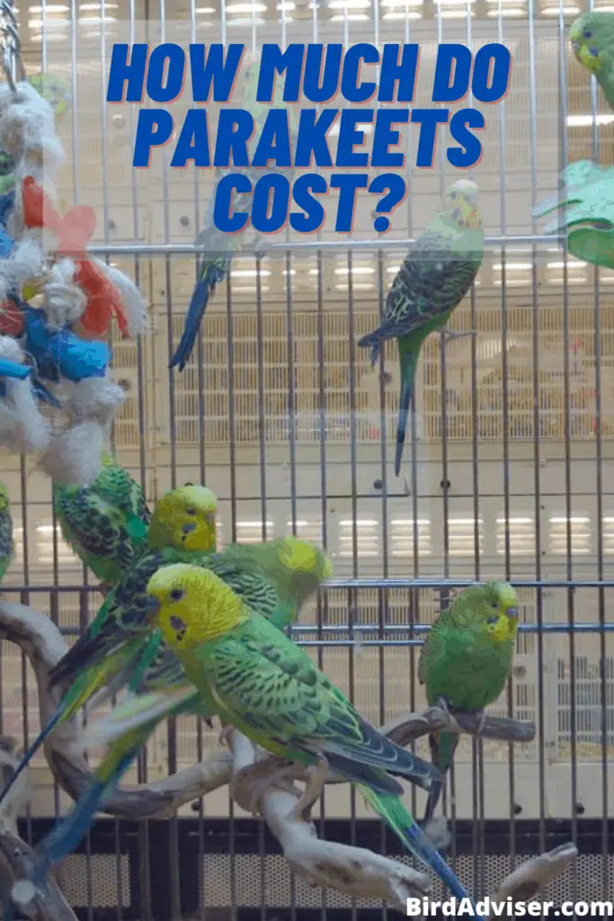 How Much Do Parakeets Cost?