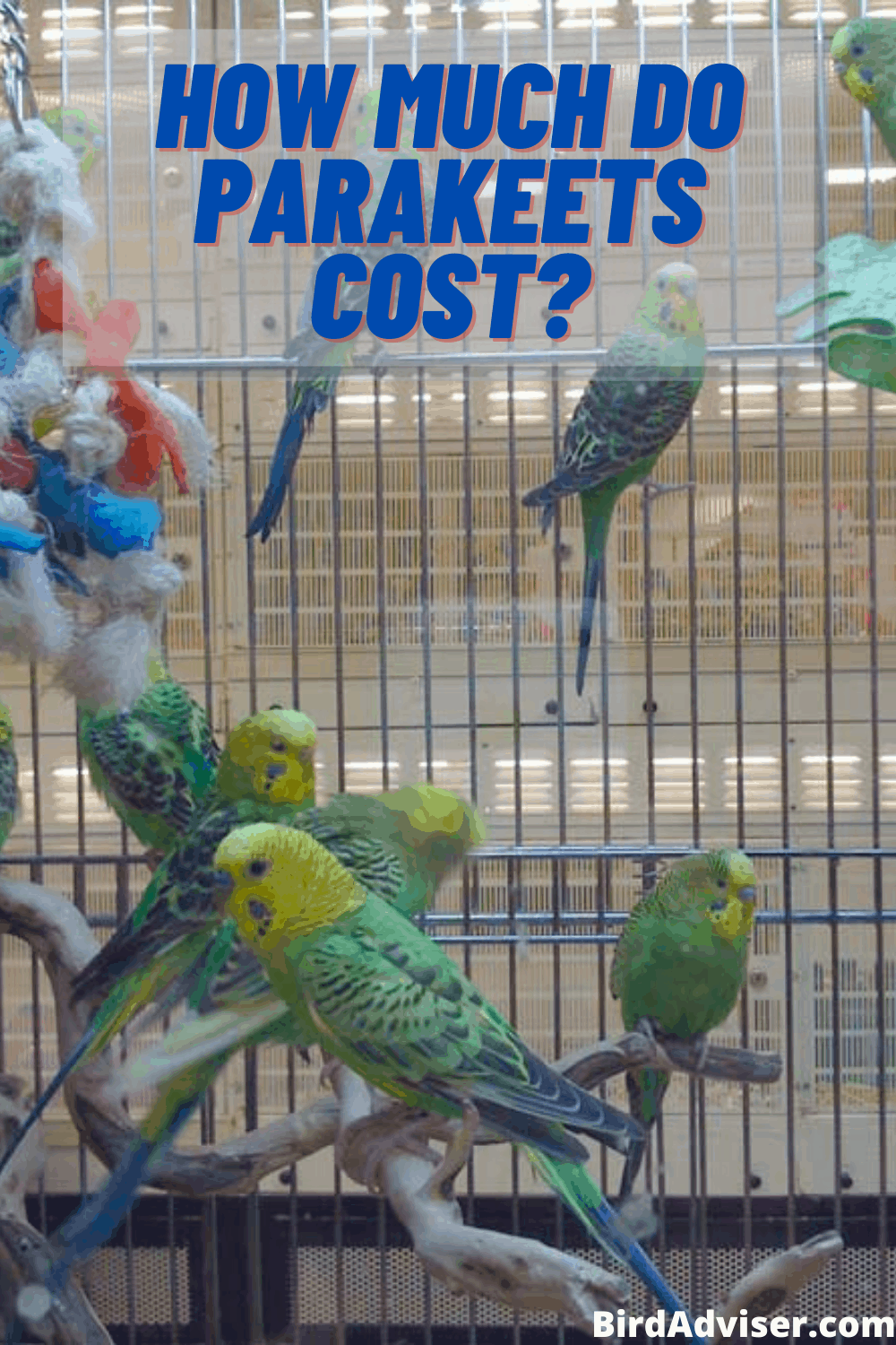 How Much Do Parakeets Cost? (Other Expenses also Included)