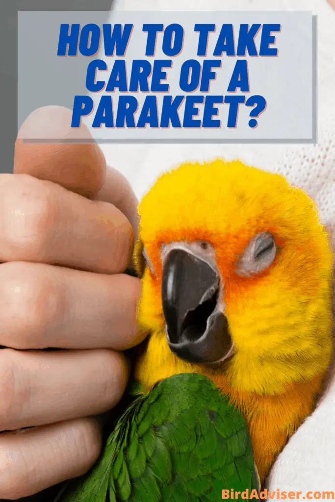 How to Take Care of a Parakeet?