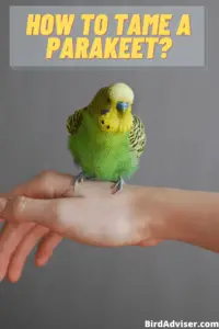 How to Tame a Parakeet?