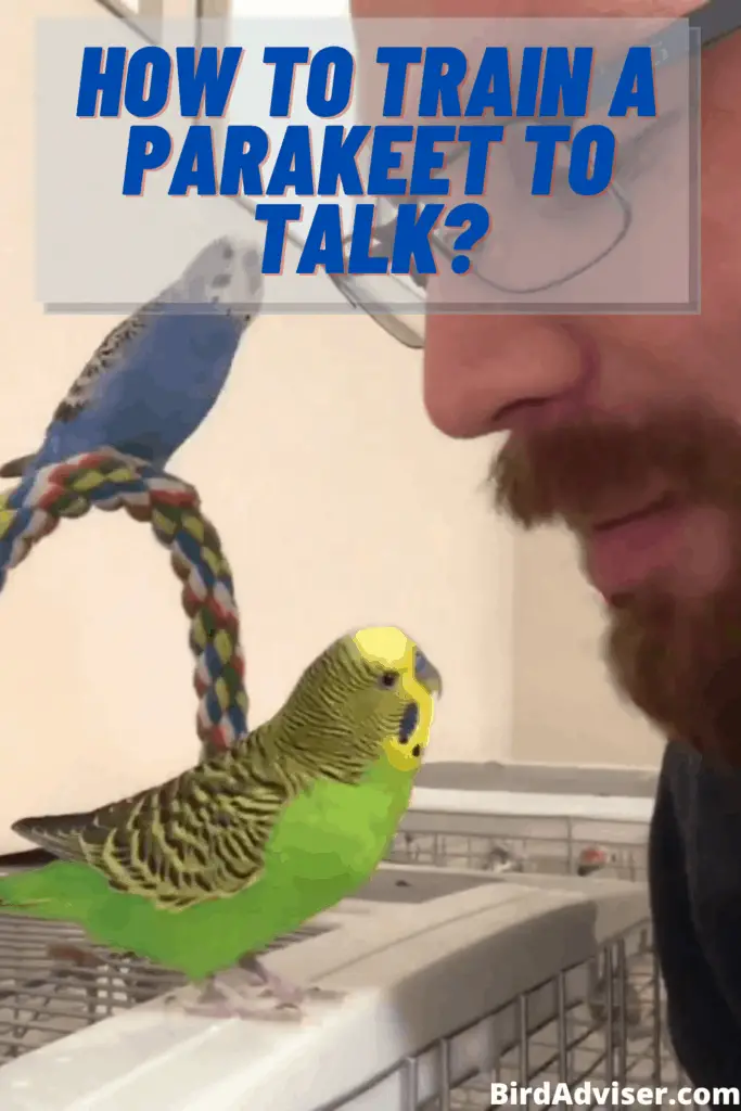 How to Train a Parakeet to Talk?