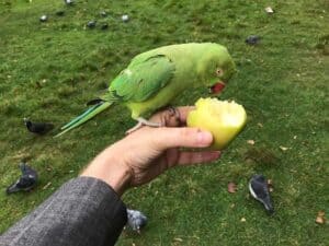 Parakeet Apple