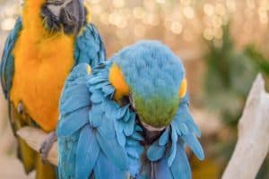 Parakeet Tucking Head into the Feathers