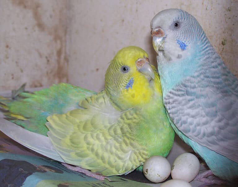 How Do Parakeets Mate? (Parakeets Breeding) (2023)
