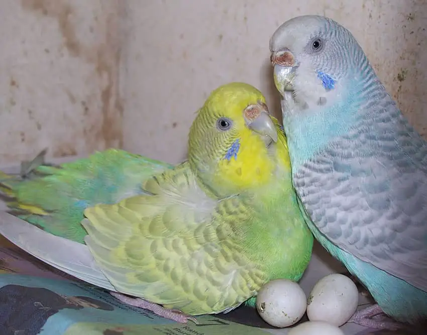 Parakeets Laying Eggs