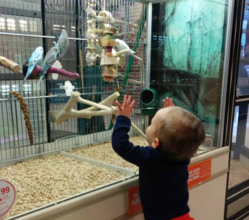 Parakeets in Pet Store