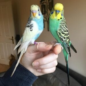 Taming Parakeet