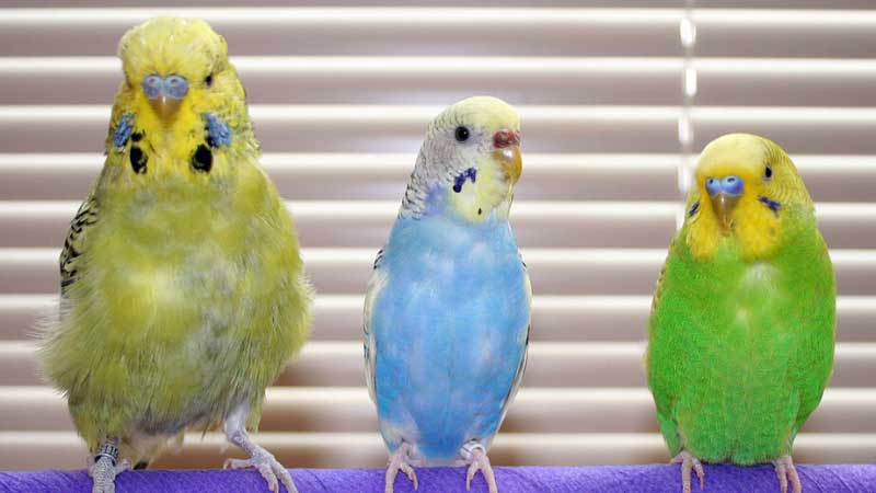 Three Parakeets