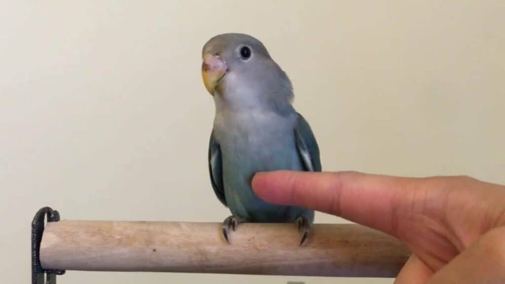 Training Parakeet to Step Up and Step Down