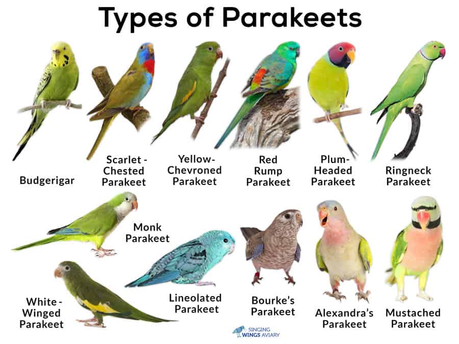 Types of Parakeets