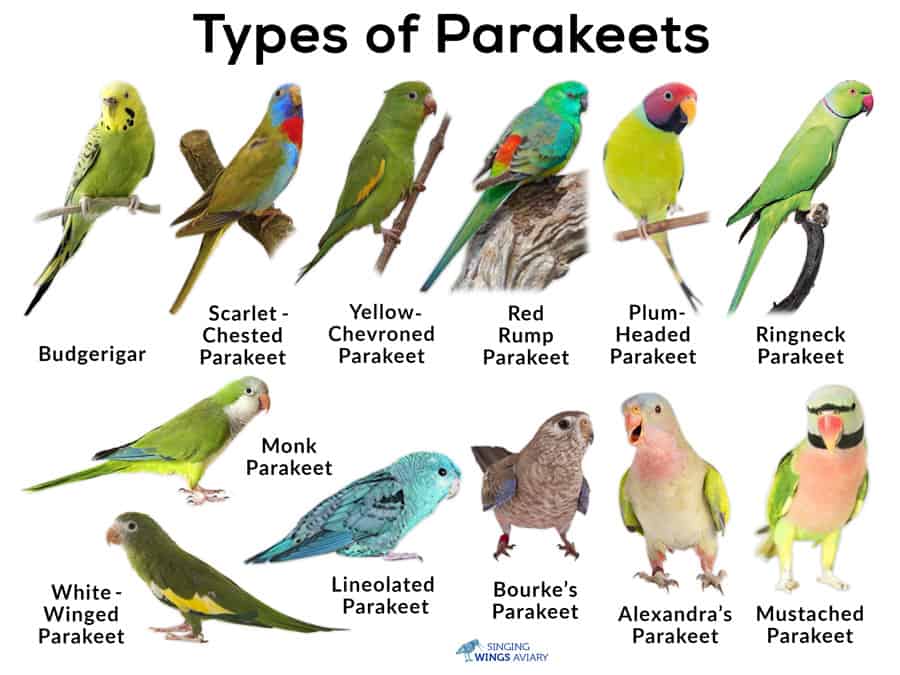 How Do Parakeets Mate Parakeets Breeding 2023 3168