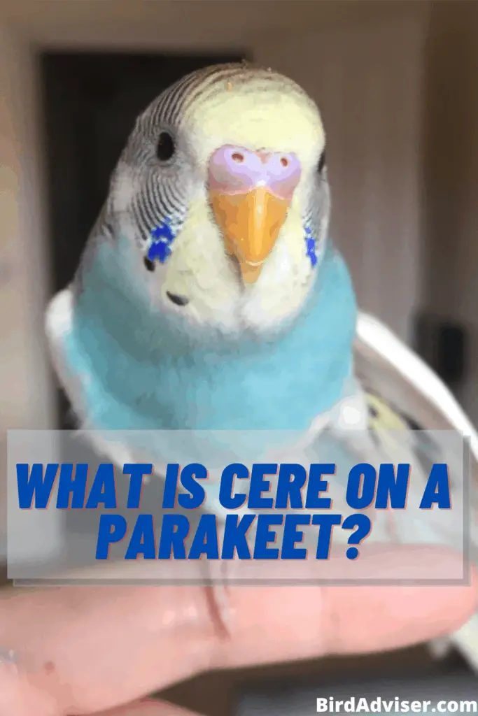 What is Cere on a Parakeet?