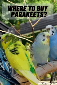 Where to Buy a Parakeet?